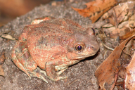 Pelobates fuscus