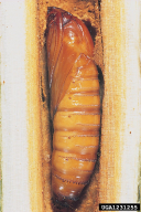 Sciapteron tabaniformis
