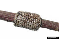 Malacosoma neustria