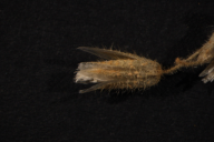 Melampsora cerastii