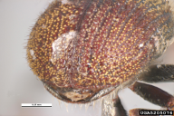 Phloeotribus scarabaeoides