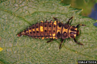 Adalia bipunctata