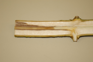 Chalara fraxinea
