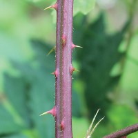 Rubus laciniatus