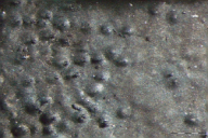Biscogniauxia mediterranea