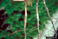 Gibberella circinata