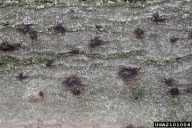Taphrorychus bicolor