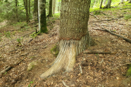 Ursus arctos