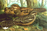 Caprimulgus europaeus