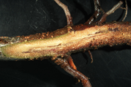 Truncatella hartigii