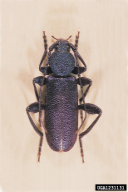 Callidium violaceum