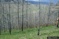 Dendrolimus sibiricus