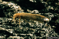 Hylecoetus dermestoides