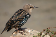 Sturnus vulgaris
