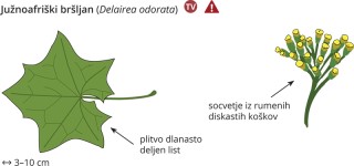 Delairea odorata