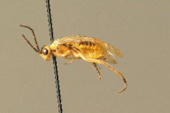 Pachynematus montanus