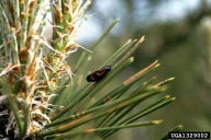 Haematoloma dorsata