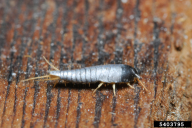 Lepisma saccharina