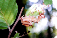 Stauropus fagi