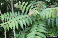 Ailanthus altissima
