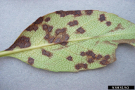 Diplocarpon mespili