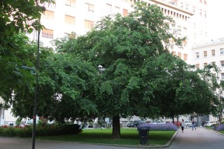 Celtis occidentalis