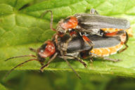 Cantharis fusca