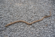 Anguis fragilis