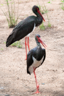 Ciconia nigra
