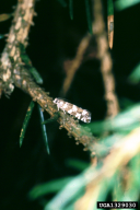 Epinotia tedella