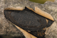 Biscogniauxia mediterranea