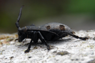 Morimus funereus