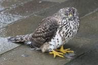 Accipiter gentilis