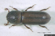 Xyloterus lineatus