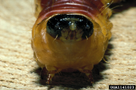 Cossus cossus