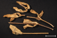 Melampsora cerastii