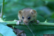 Apodemus sylvaticus
