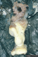 Ips sexdentatus