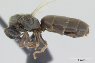 Lasius niger