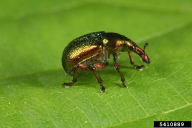 Byctiscus
