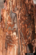 Ips sexdentatus