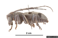 Morimus funereus
