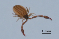 Chelifer cancroides