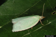 Tortrix viridana