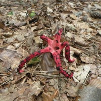 Clathrus archeri