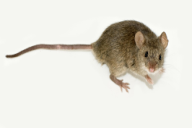 Mus musculus
