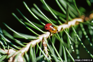 Adalia bipunctata