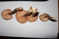 Armillaria ostoyae