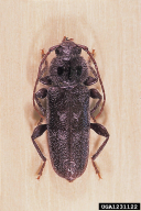 Hylotrupes bajulus