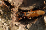 Gastrodes abietum